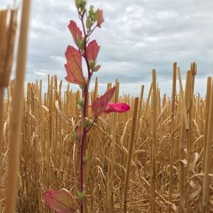 Meet your Posher, Savannah